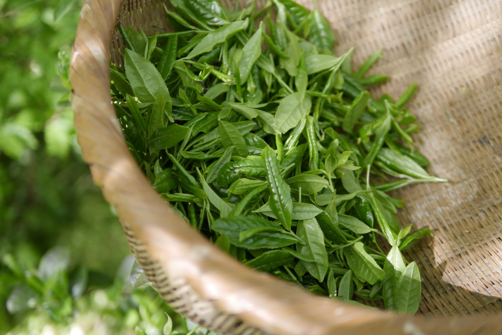 le thé, plante millénaire